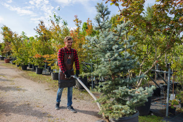 How Our Tree Care Process Works  in  Acton, CA