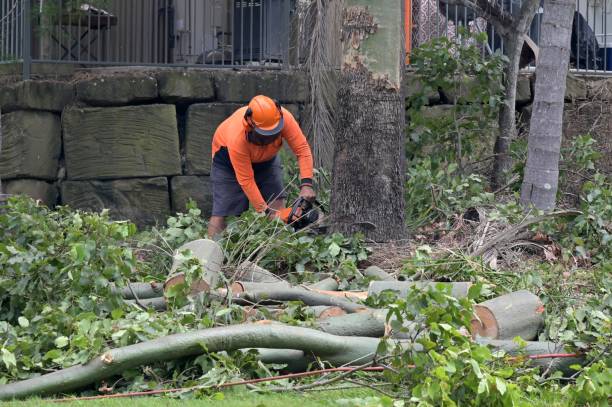 Best Emergency Tree Removal  in Acton, CA